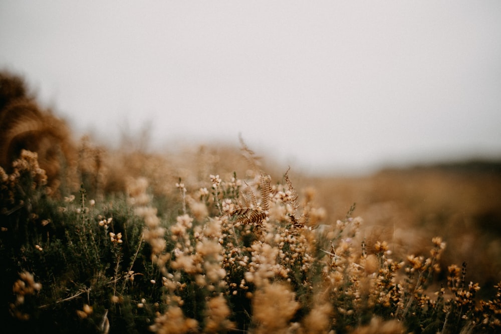 a field of wildflowers with a sky in the background