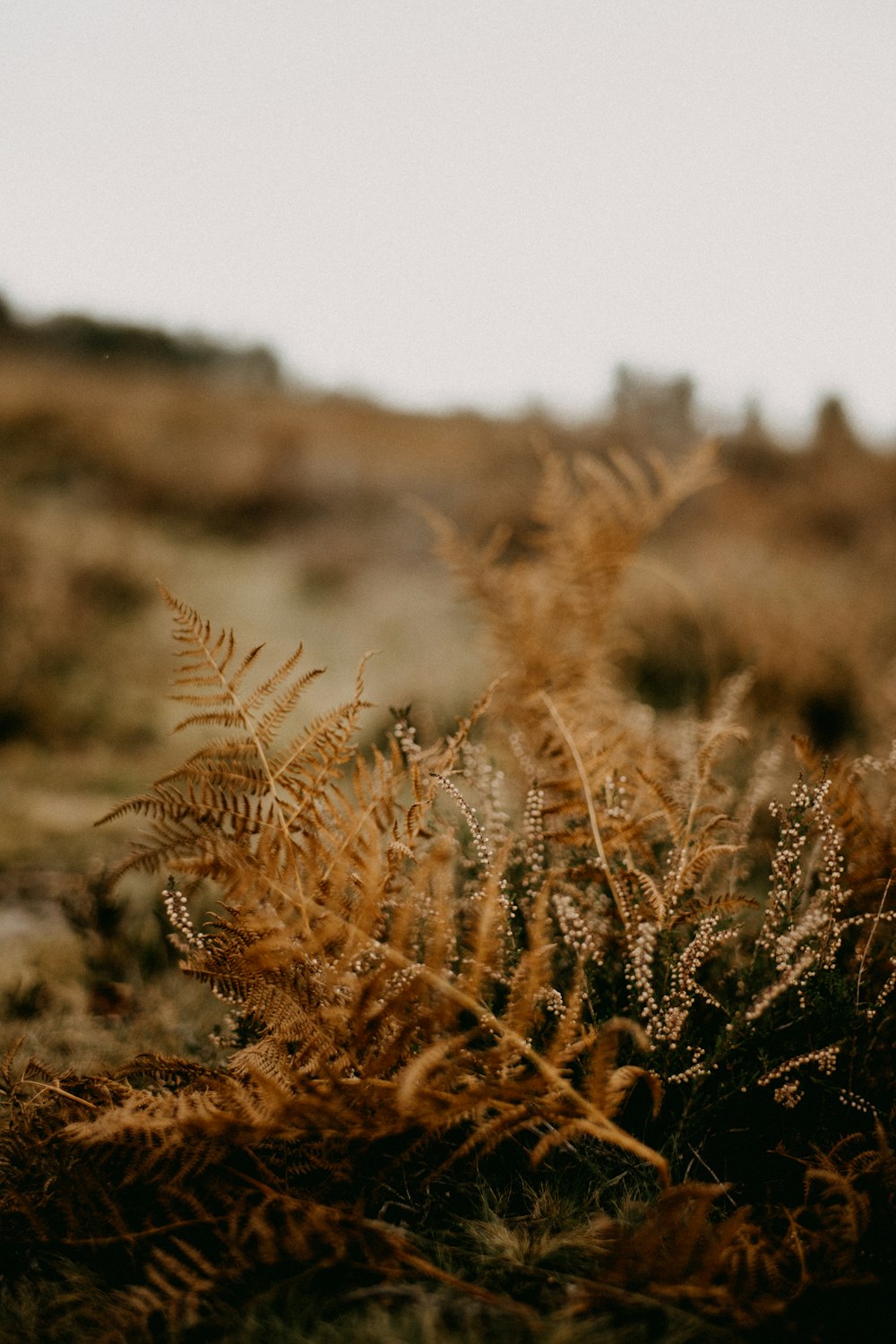 a field with a bunch of plants in the middle of it