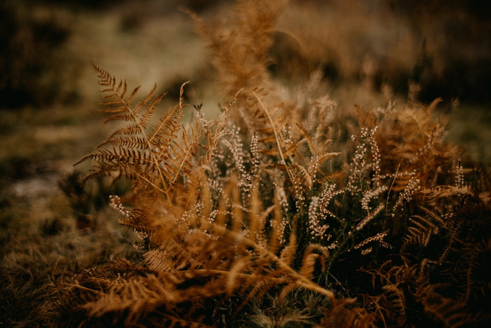 a close up of a plant in a field