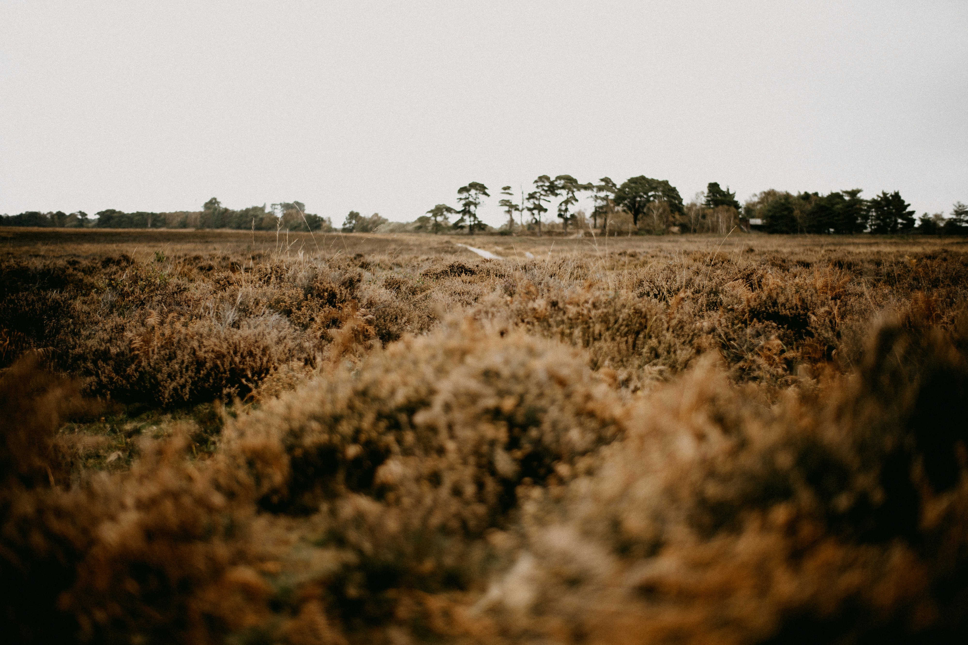 Photo by anniespratt