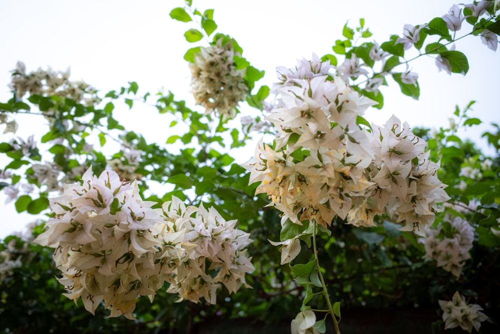 a bunch of white flowers hanging from a tree