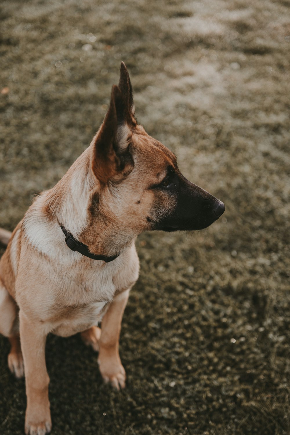 a brown and white dog sitting on top of a grass covered field