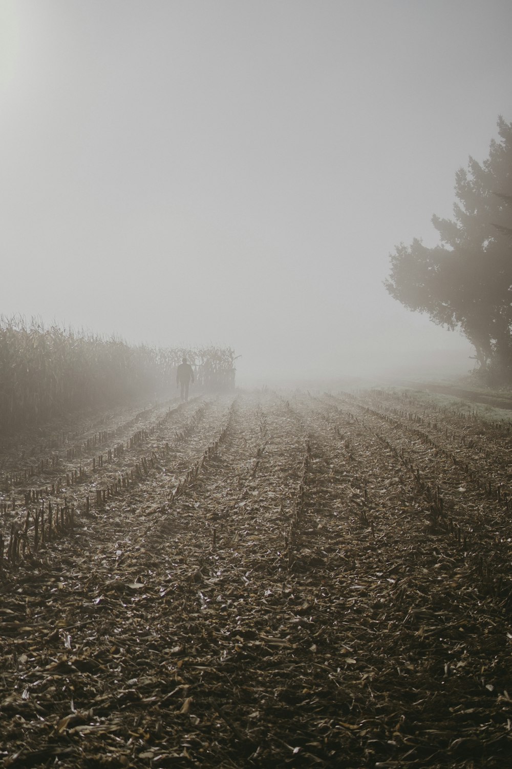 a foggy field with a row of trees in the distance