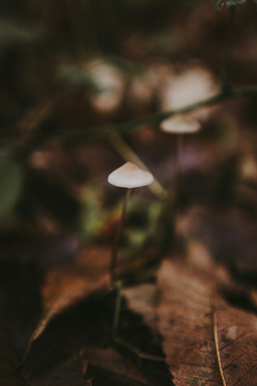 a small white mushroom sitting on top of a leaf covered ground