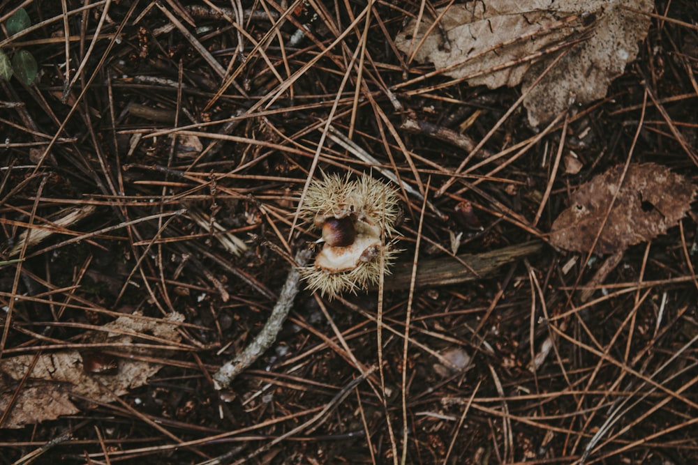 a close up of a plant on the ground