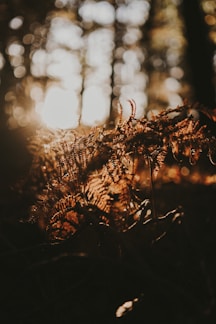 A serene tropical forest background with soft sunlight filtering through leaves.