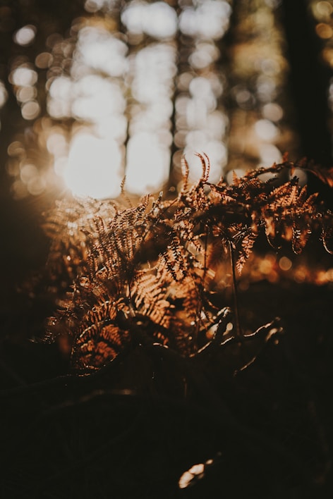 A serene tropical forest background with soft sunlight filtering through leaves.