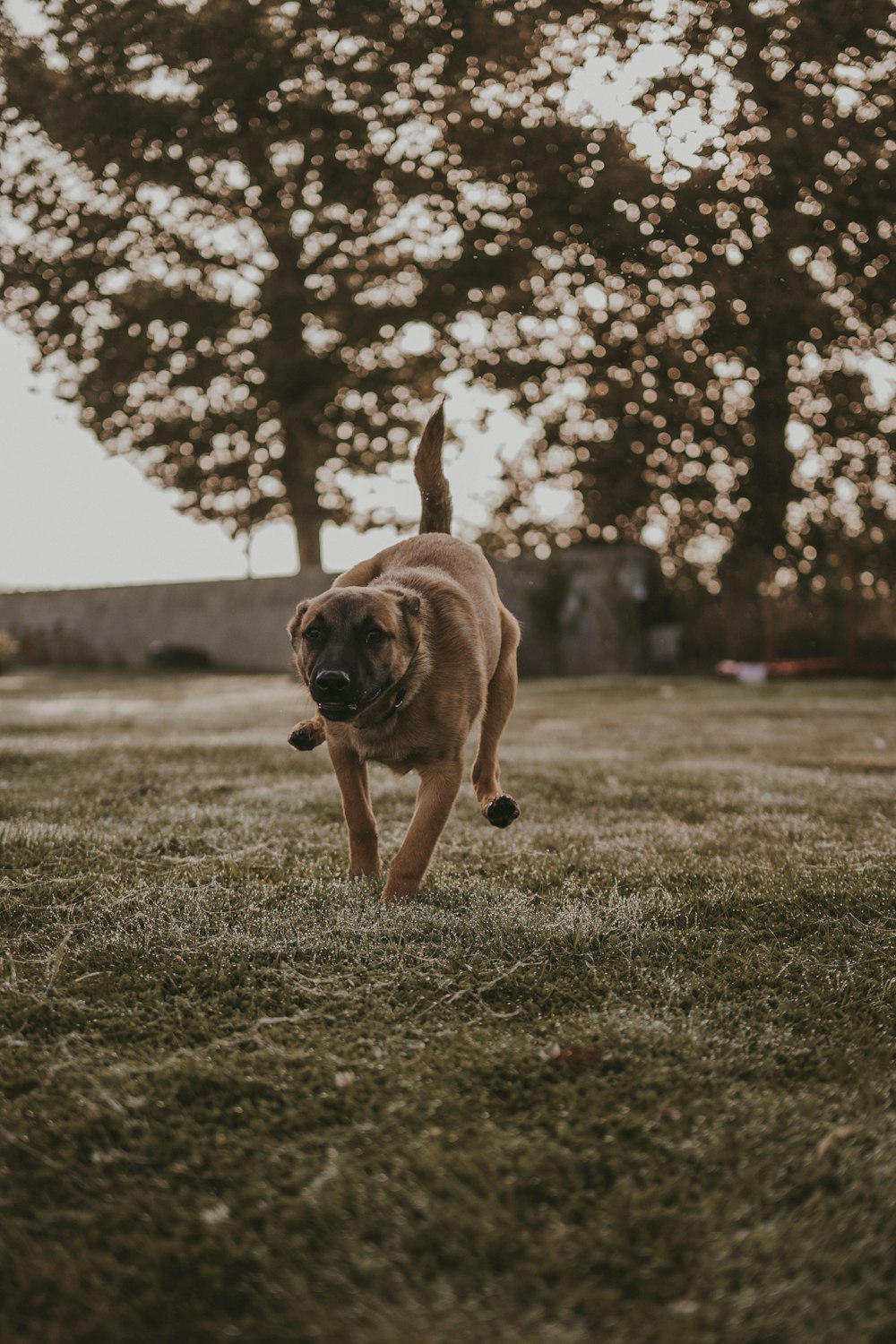 Un cane marrone che corre attraverso un campo coperto di erba