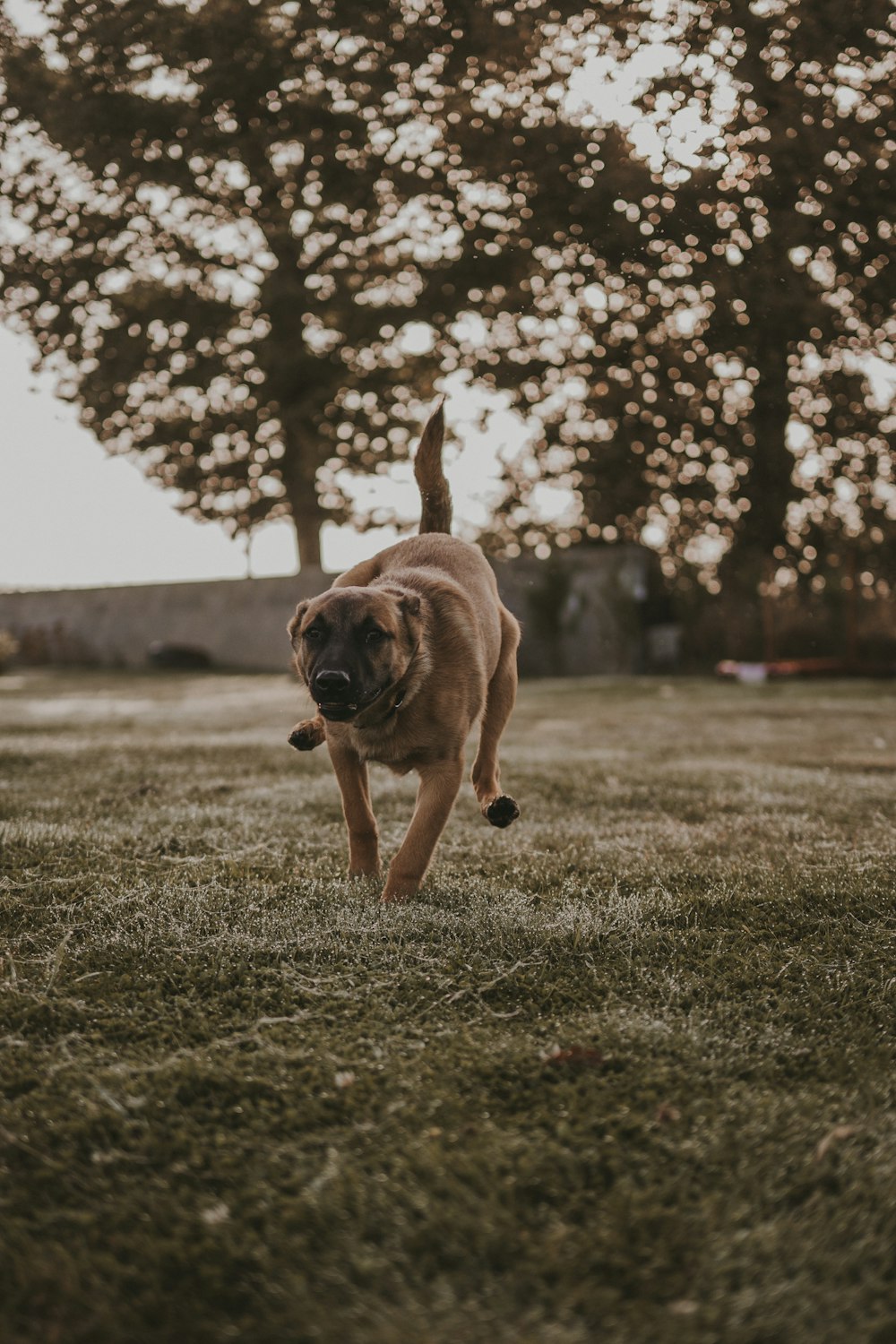 a brown dog running across a grass covered field