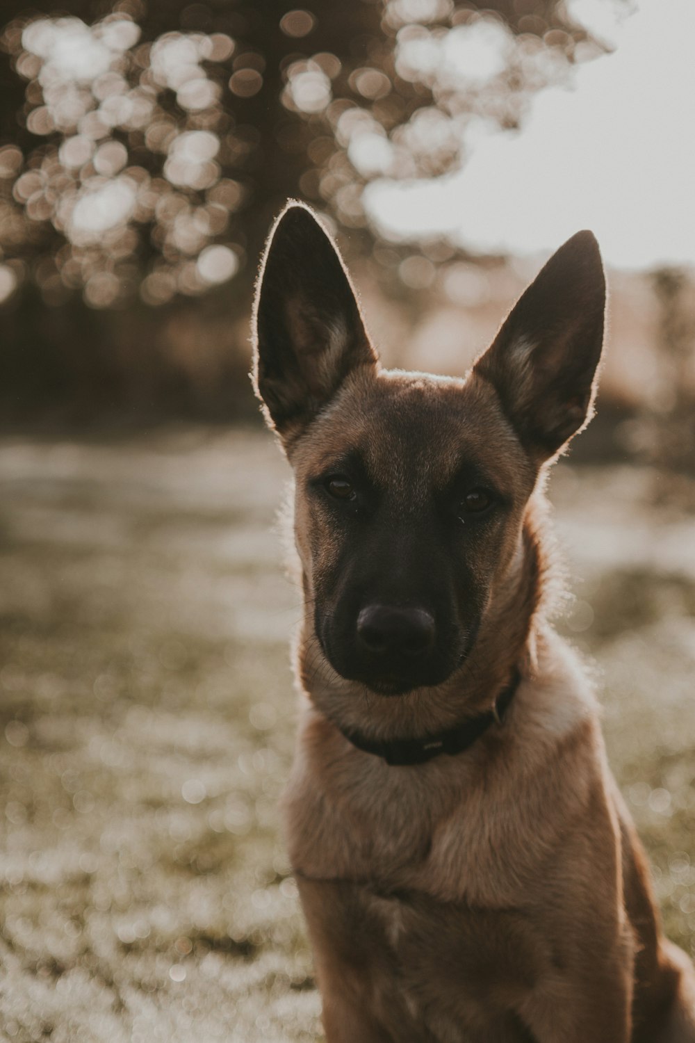 a dog sitting in the grass looking at the camera