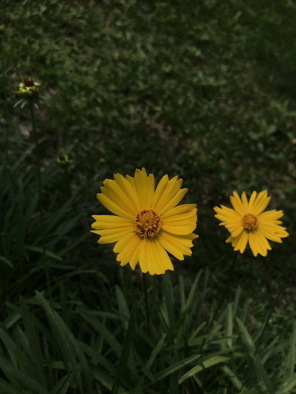 a couple of yellow flowers sitting on top of a lush green field