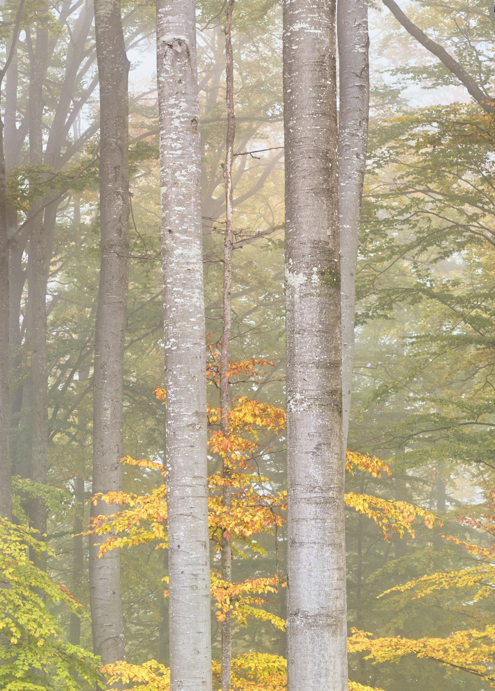 a forest filled with lots of tall trees