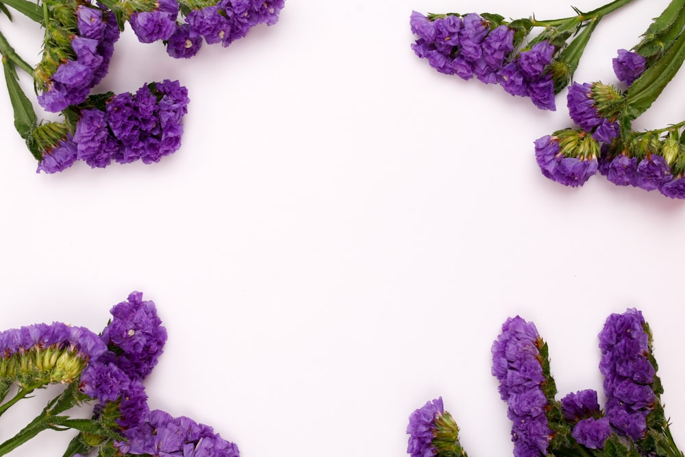 a bunch of purple flowers on a white background