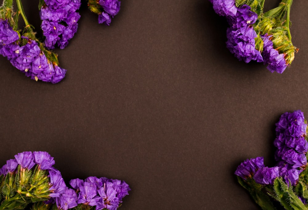 a group of purple flowers on a brown background
