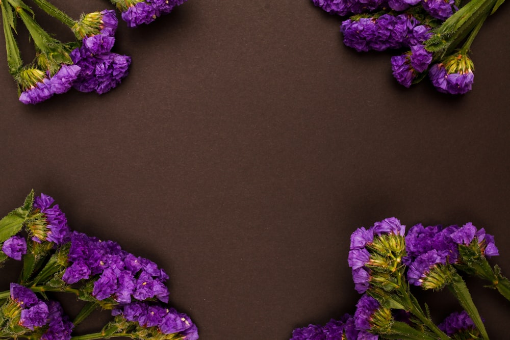 a bunch of purple flowers on a brown background