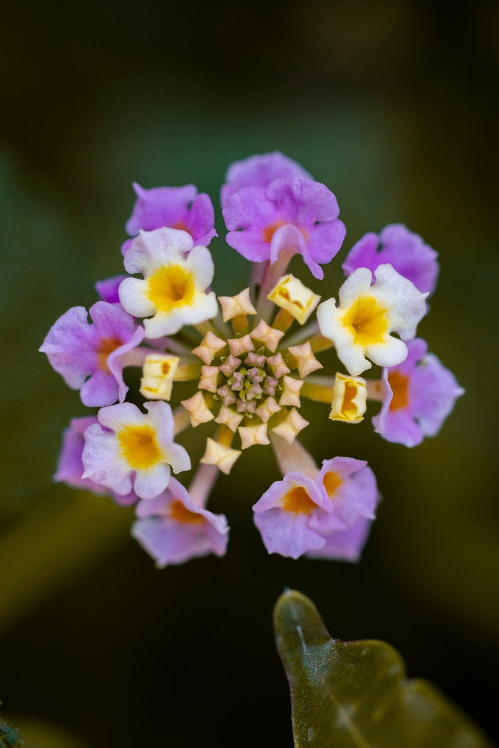 a close up of a purple and white flower