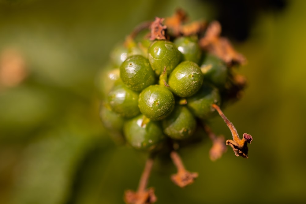 a close up of a bunch of green berries