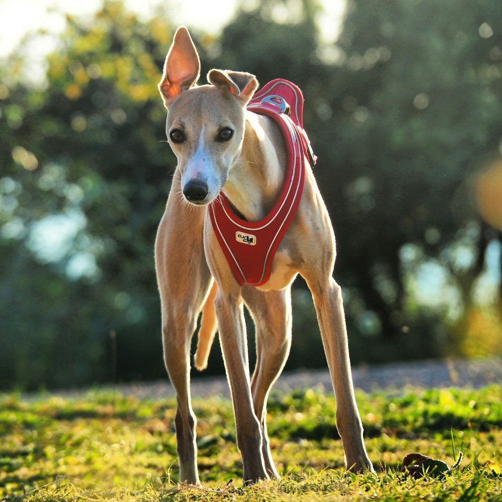 a dog with a harness on walking in the grass