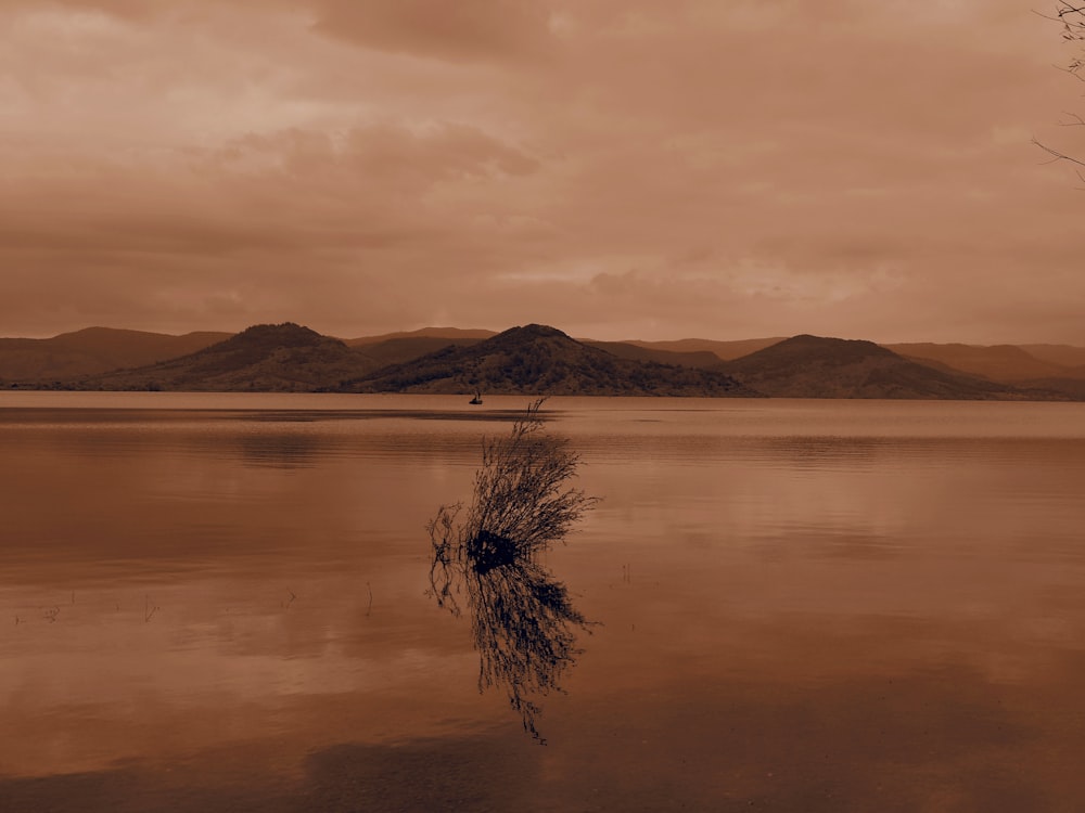 a lone tree in the middle of a lake