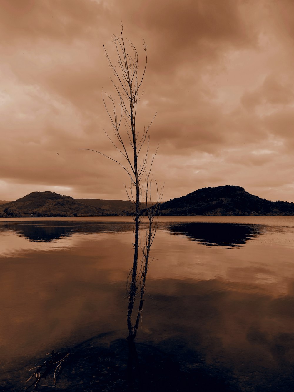 a lone tree in the middle of a lake