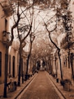 Une rue ombragée par des arbres 