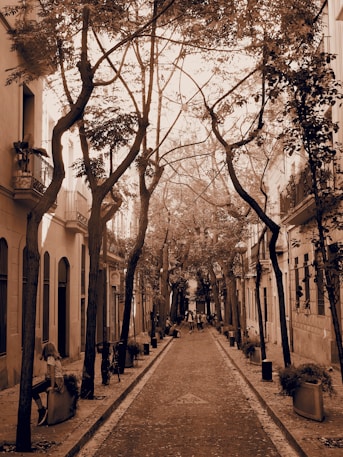 Une rue ombragée par des arbres 
