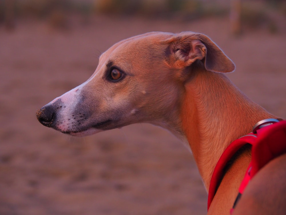 a close up of a dog with a red collar