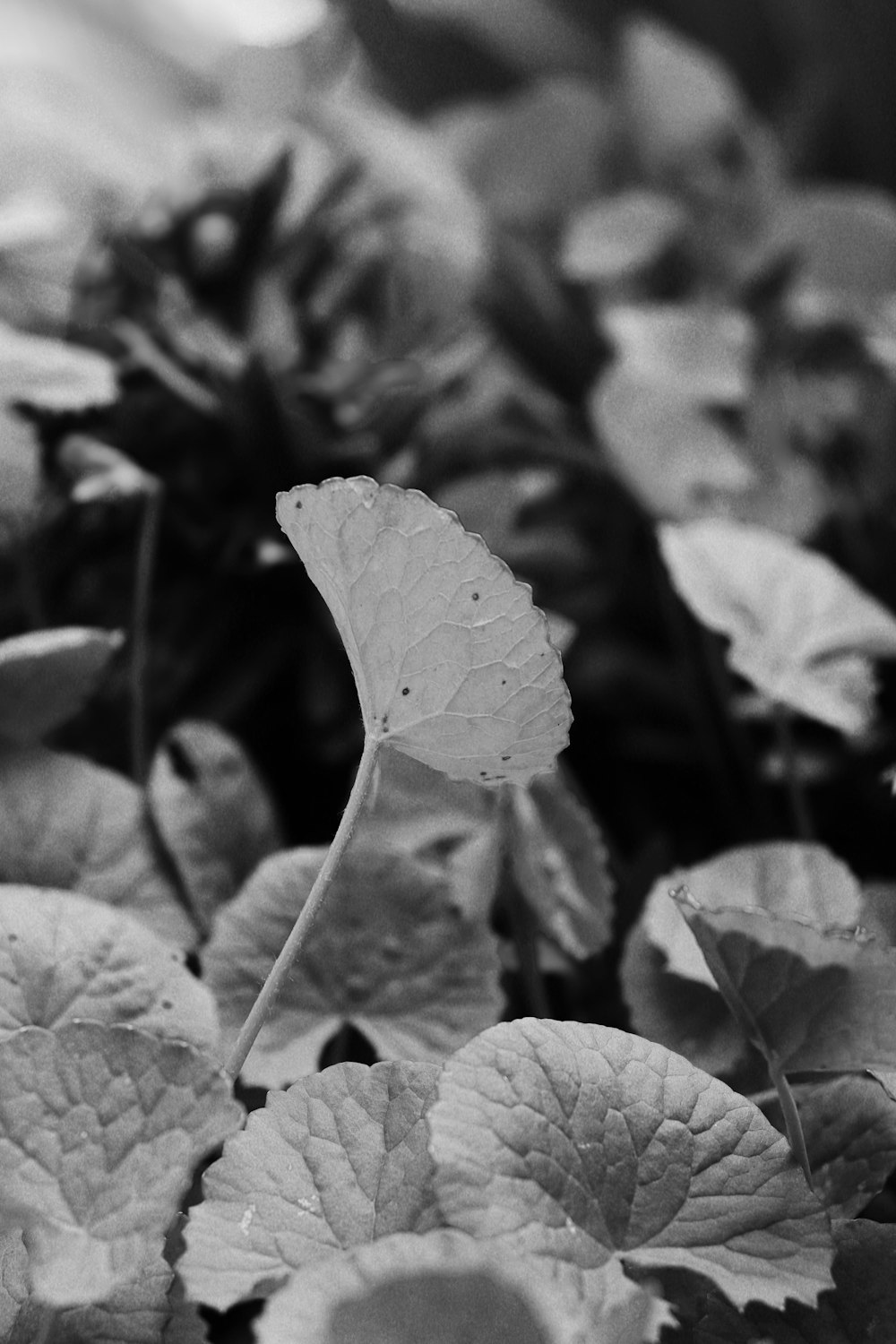 a black and white photo of a plant with leaves