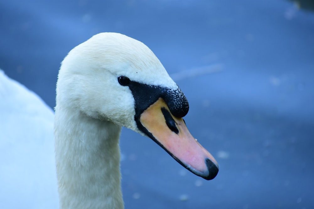a close up of a white swan with a blue background