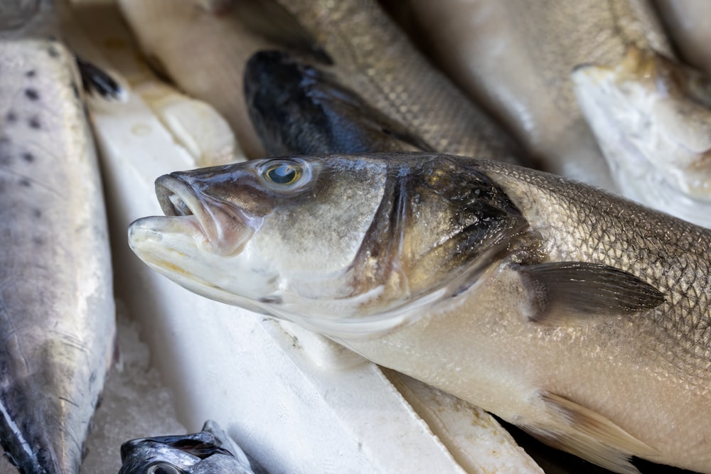 un montón de peces que están en un poco de hielo