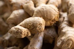 Le Gingembre (Zingiber officinale)