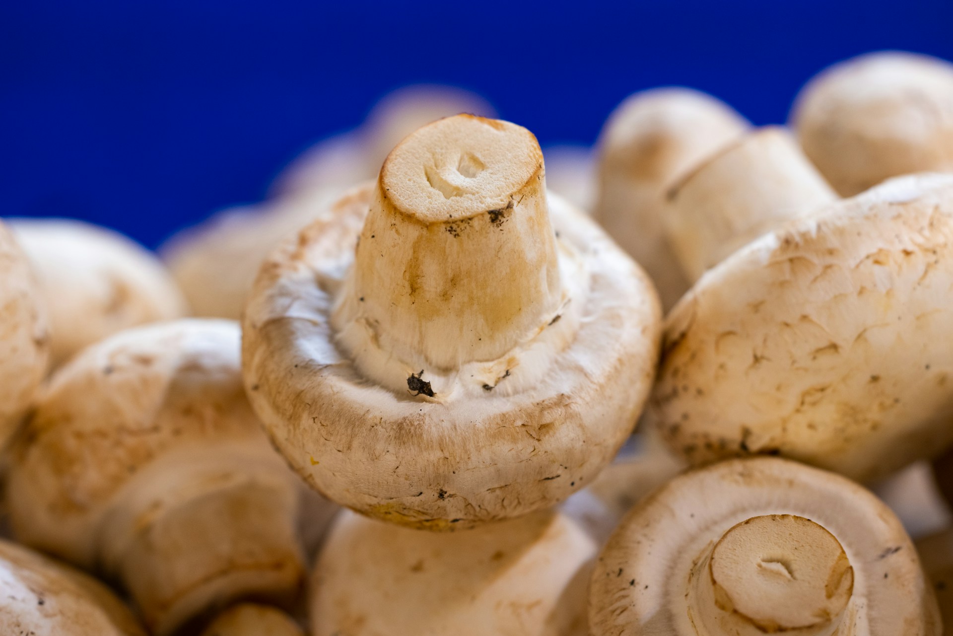 a close up of a bunch of mushrooms