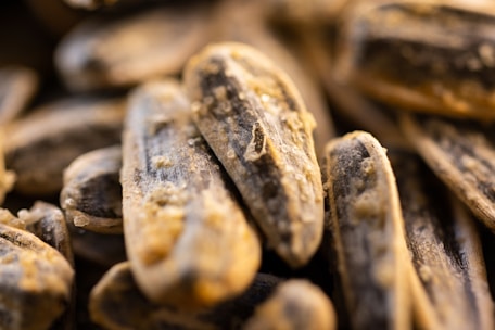 Close-up view of several salted, roasted sunflower seeds in their shells, displaying texture and surface details.