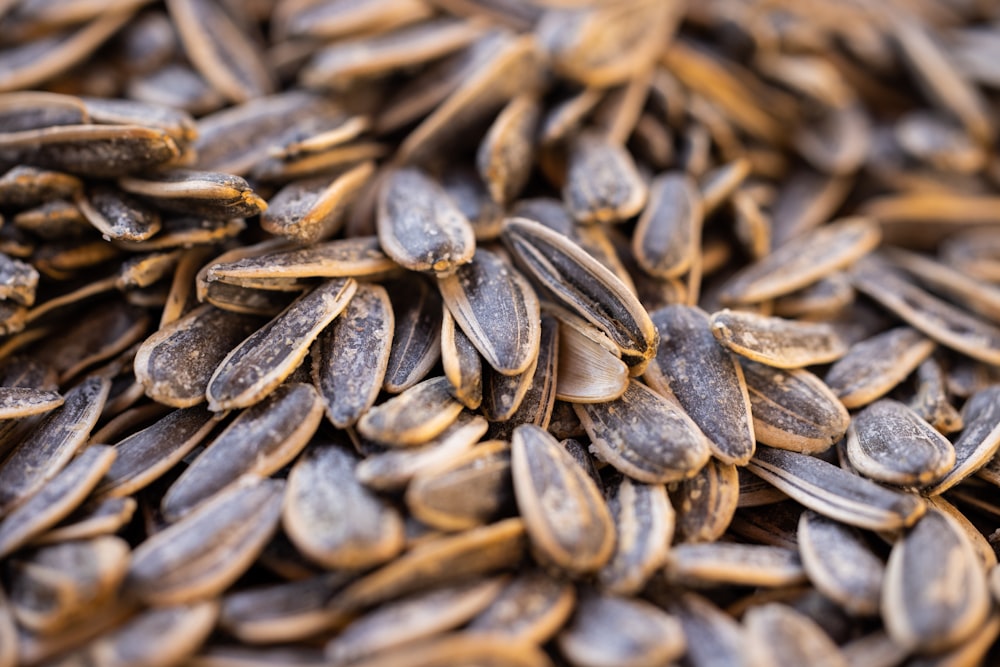 a close up of a pile of sunflower seeds