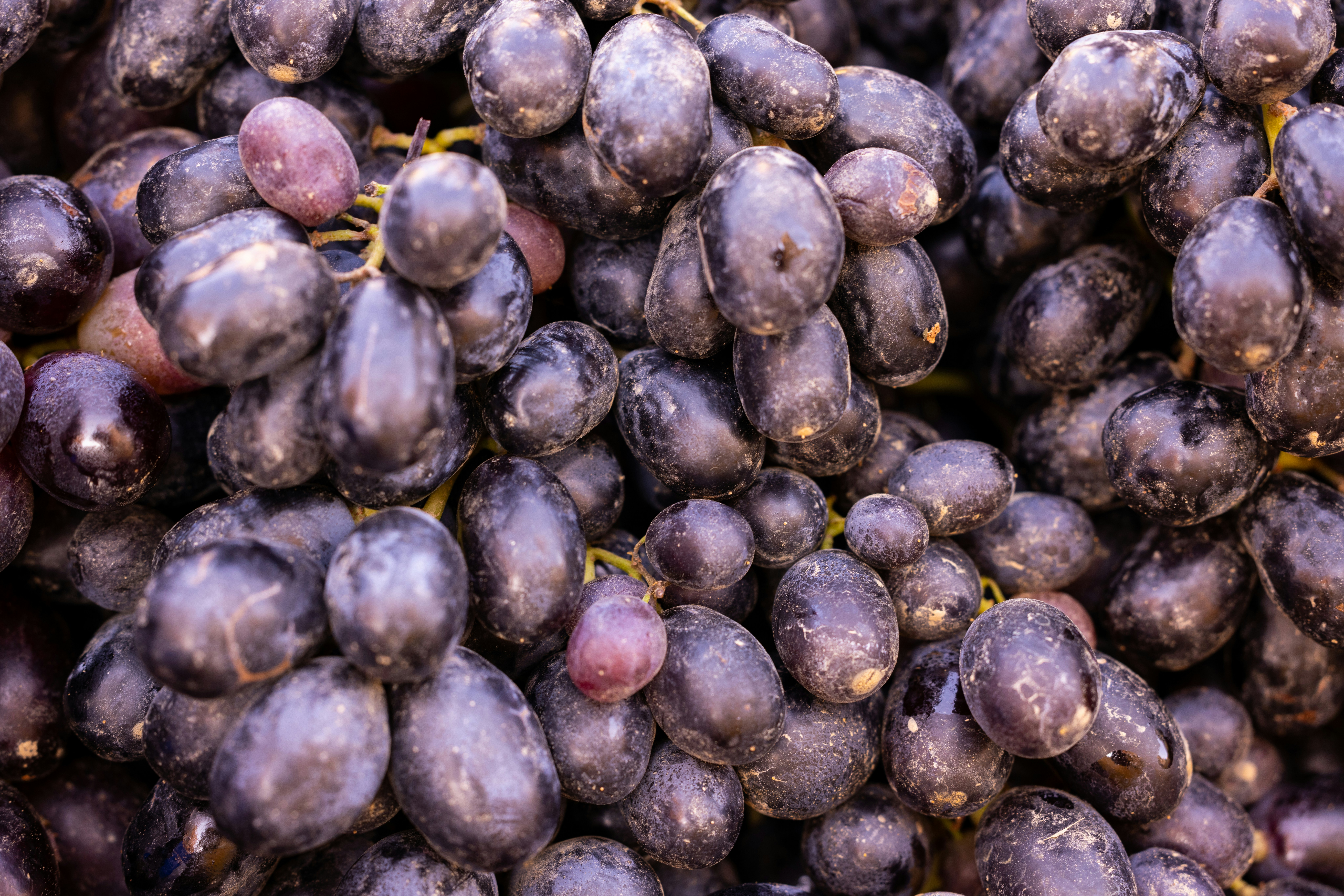Close-up of Bordeaux Cabernet Sauvignon grape clusters on vine, deep purple-black color, morning light, gravel soil visible below