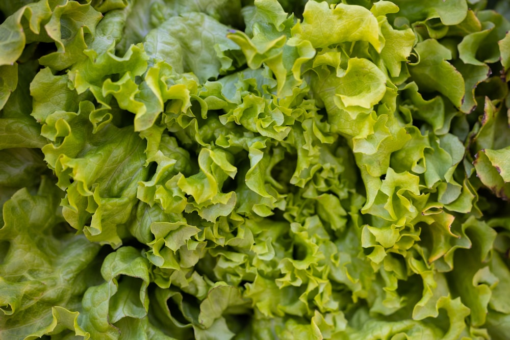 a close up of a bunch of lettuce