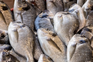 A collection of fresh, raw fish tightly packed together on display. Their scales glisten with a mix of silvery and darker hues, indicating freshness. The fish have distinct features such as prominent eyes and fins.