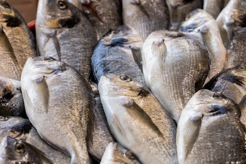 A collection of fresh, raw fish tightly packed together on display. Their scales glisten with a mix of silvery and darker hues, indicating freshness. The fish have distinct features such as prominent eyes and fins.