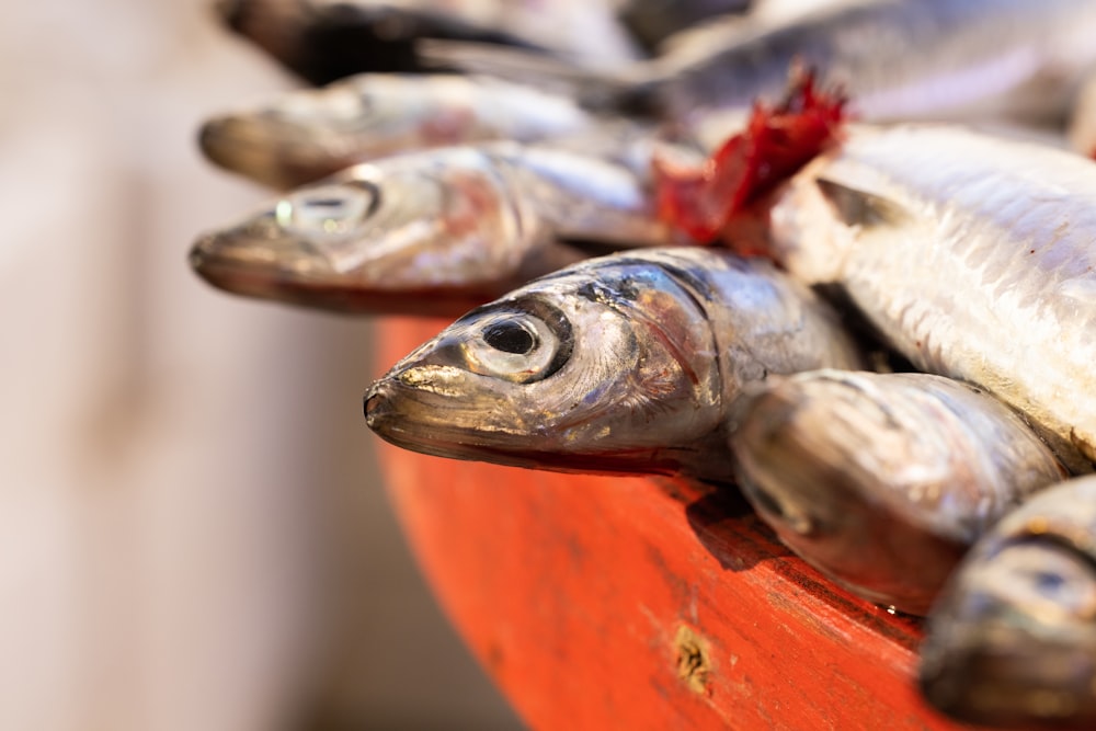 a bunch of fish that are laying on a table