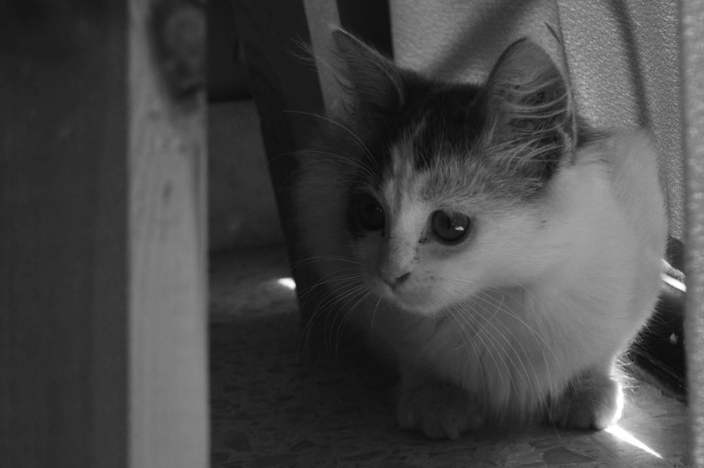 a black and white photo of a cat on the floor