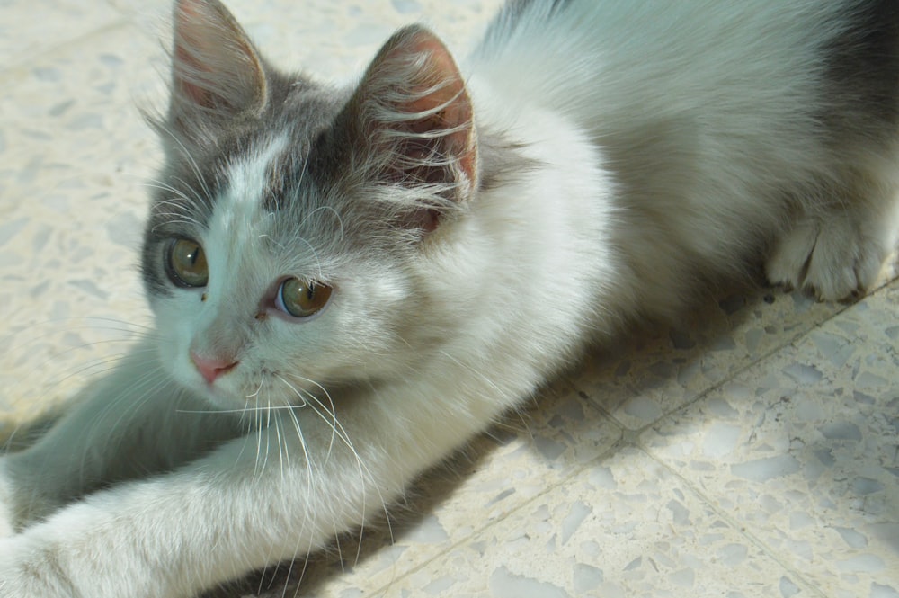 a white and gray cat laying on the floor