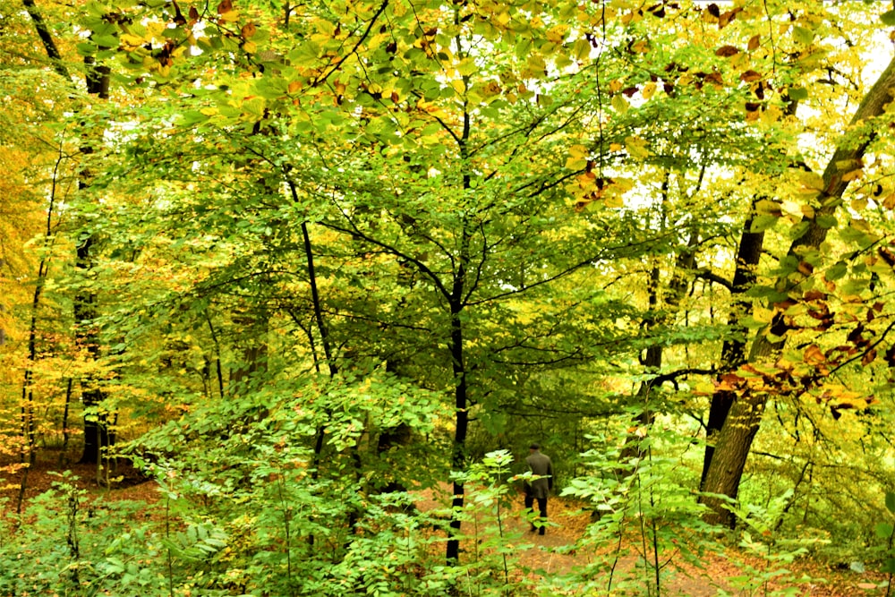 a person walking through a forest in the fall