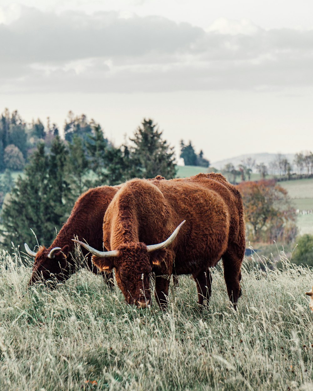 a couple of brown cows standing on top of a grass covered field