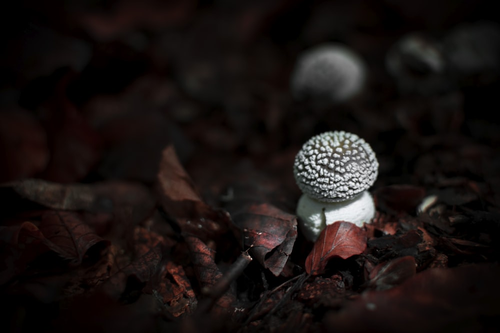 a white mushroom sitting on top of a pile of leaves