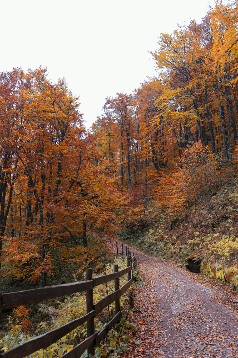 a path leading to a forest