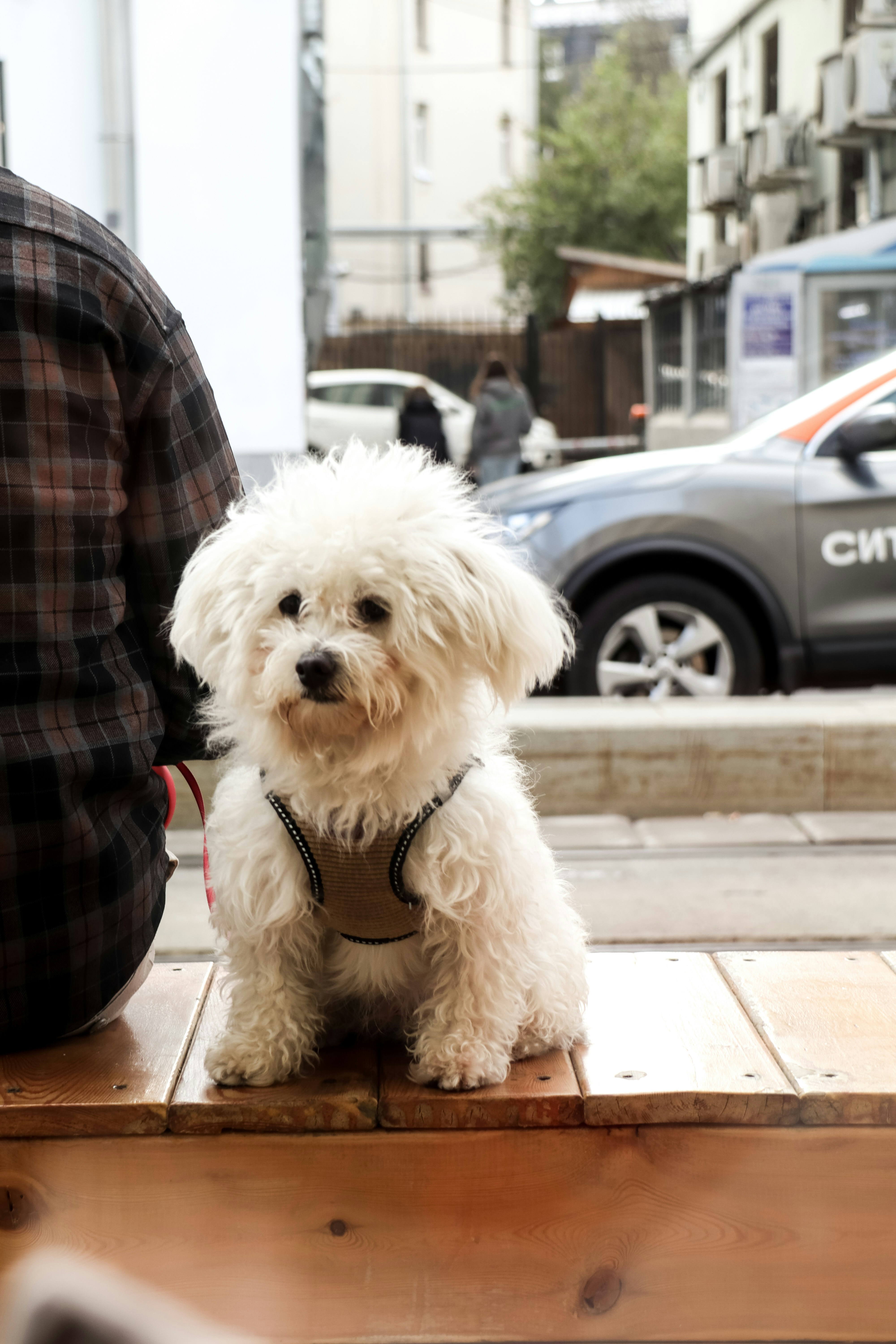 A small white dog sitting on top of a wooden table photo – Free Dog ...