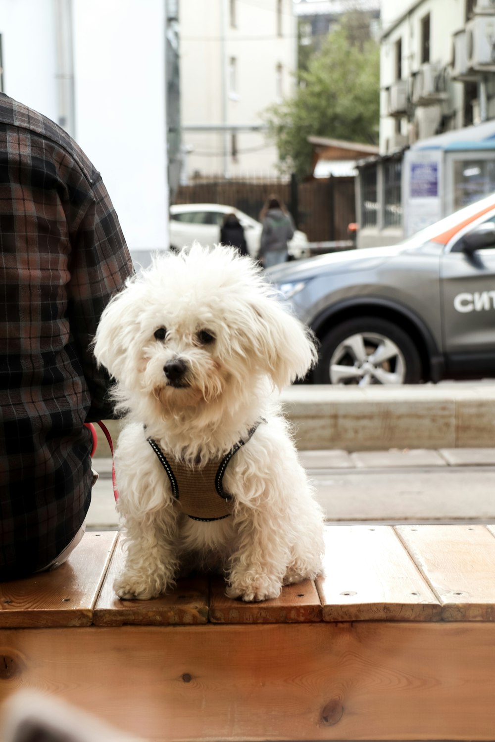 a small white dog sitting on top of a wooden table