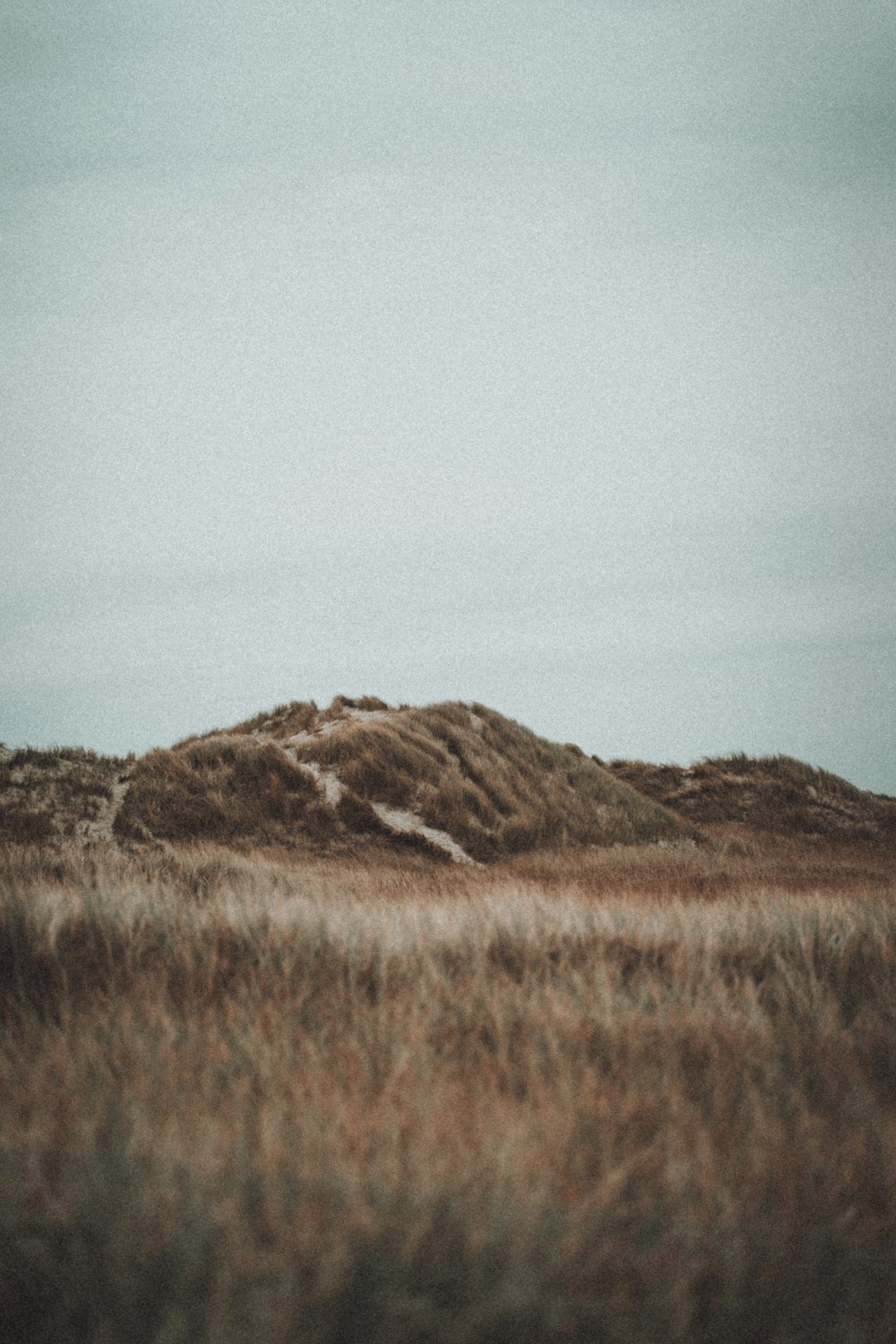 a grassy field with a hill in the background