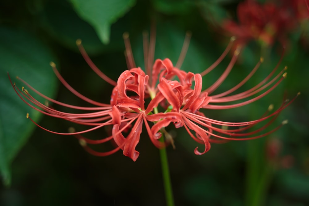 a red flower with green leaves in the background