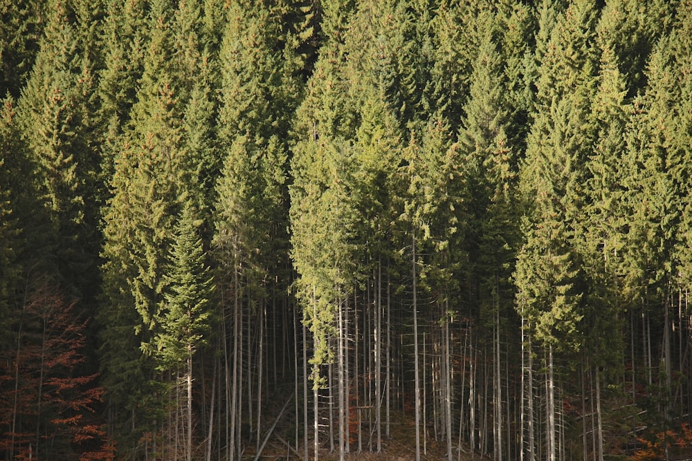 a row of tall trees in a forest
